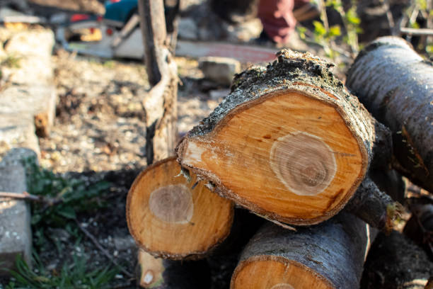 Best Tree Maintenance Programs  in USA